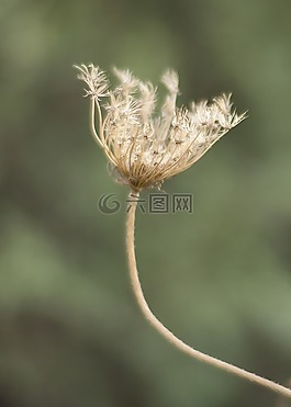 花卉,羽毛,黄色