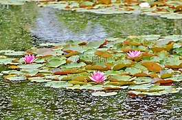 睡蓮,荷花池,湖玫瑰