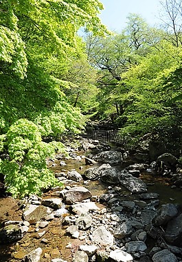谷,春天,綠色