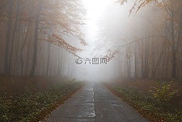 秋,森林,薄霧