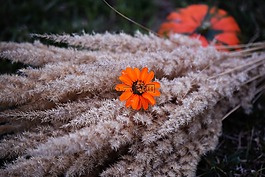 秋,花,橙色