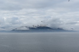 薄霧,河,鳥