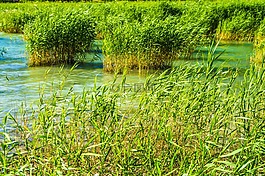 蘆葦,水,湖