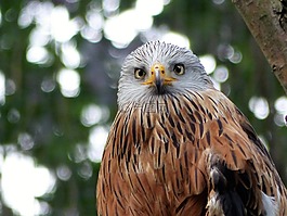 鳥,動物園,鳥類
