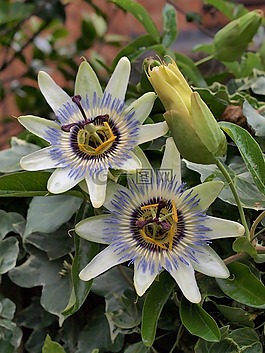 激情花,花,盛開(kāi)