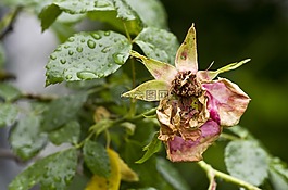 玫瑰,粉紅色的玫瑰,花