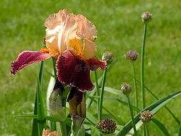 虹膜,鳶尾花,開花