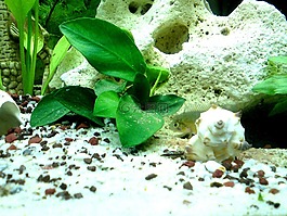 水族館,魚,鱸魚