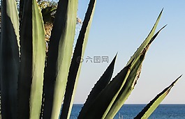 塞浦路斯,卡沃 greko,芦荟
