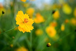 宇宙花,黃色的花,天氣