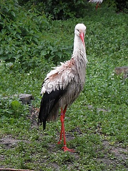 鸛,鳥,草地