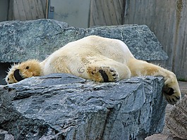 白熊,懶惰,動物園
