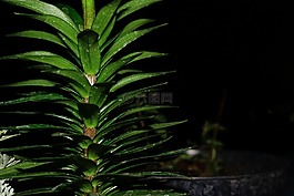 干,綠色的樹葉,夜間溫暖