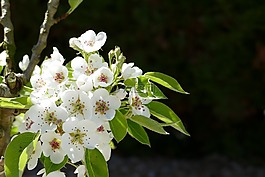 鮮花,白花,梅花