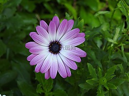 花,紫,紫色的小花