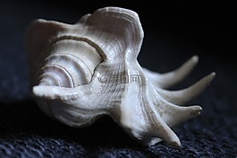贝壳,外壳,动物