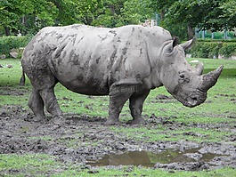 犀牛,動(dòng)物園