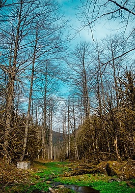 树,景观,rize