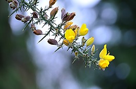 掃帚,鮮花,黃色