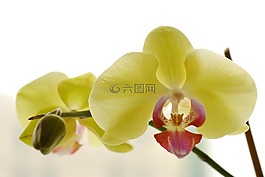 蘭花,鮮花,宏