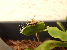 植物carnnívora,錯誤,昆蟲