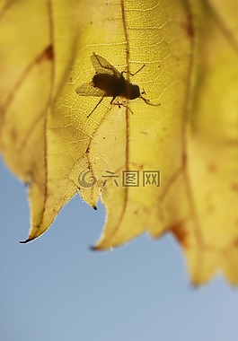 葉子,飛,性質(zhì)