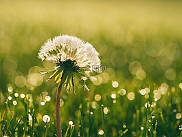 盛開,開花,蒲公英