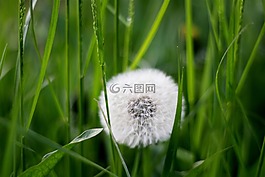 蒲公英,花,自然