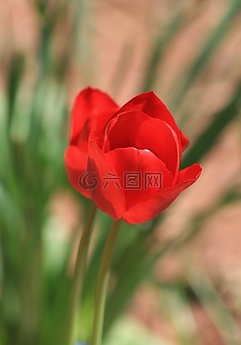 郁金香,花,紅色
