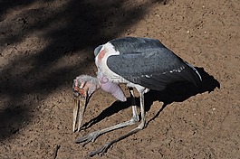 marabu,鳥,動(dòng)物