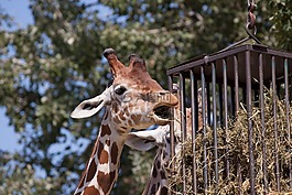 長頸鹿,動物,動物園