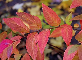 紅色,宣傳單張,新鮮