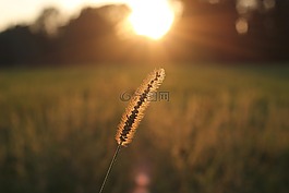 草,日落,夏天