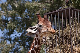 長頸鹿,動物,動物園