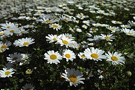 花卉,黛西,性質(zhì)