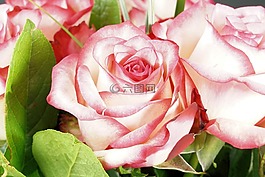 玫瑰,粉紅色,花
