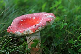 蘑菇,菌类,毒菌