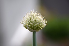 洋蔥,蔥,鮮花
