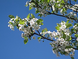 性質,花,天空