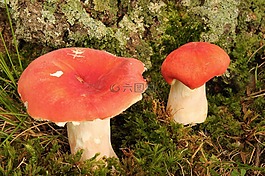 蘑菇,菌類,毒菌