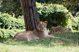 獅子,動物,自然公園
