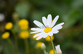 chrysanthemum? 花,白,自然