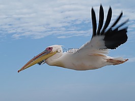 鳥,動物世界,性質(zhì)
