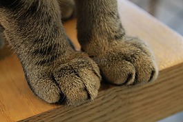 爪子,猫,爪