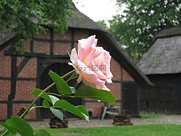 玫瑰,旧农舍,建设