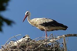 鸛,動(dòng)物,鳥