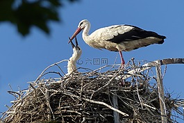 鸛,鳥,飛