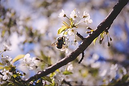 蜜蜂,花,昆蟲