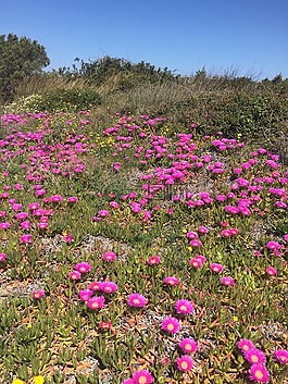 鮮花,海,撒丁島
