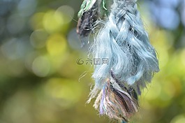 roap,色彩缤纷,布什
